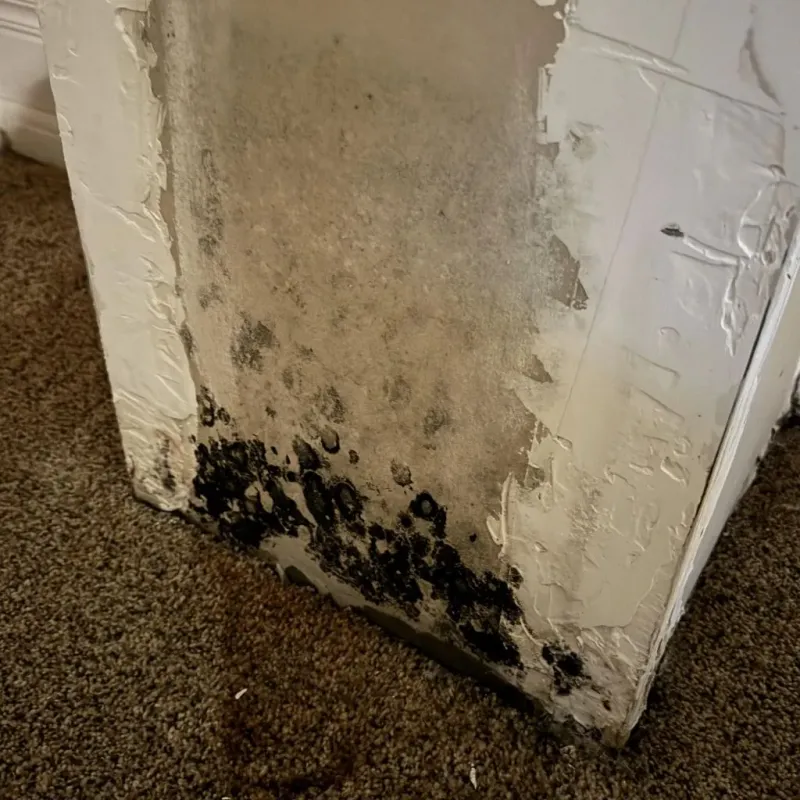 Professional Mold Removal in Hill County, TX